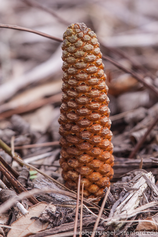 cycad emerging